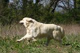 GOLDEN RETRIEVER 1105